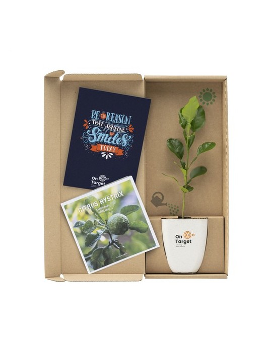 Treemore Arbres prêts-à-poster Arbre Agrume Kaffir Lime