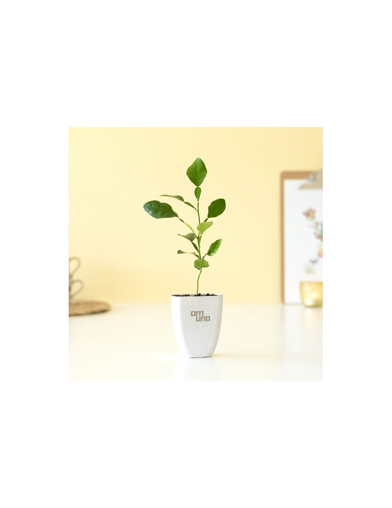 Treemore Arbres prêts-à-poster Arbre Agrume Kaffir Lime