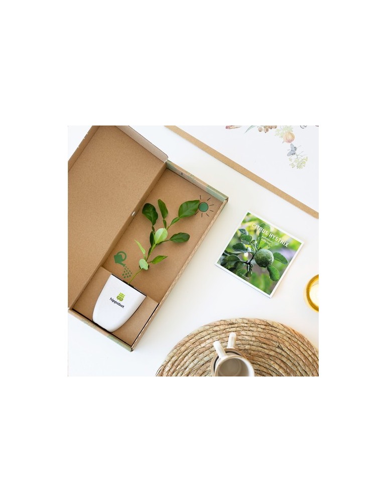 Treemore Arbres prêts-à-poster Arbre Agrume Kaffir Lime