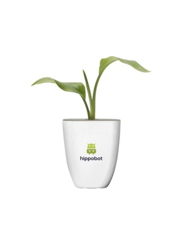 Treemore Arbres prêts-à-poster Plante Oiseau du Paradis