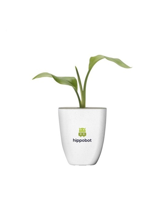 Treemore Arbres prêts-à-poster Plante Oiseau du Paradis