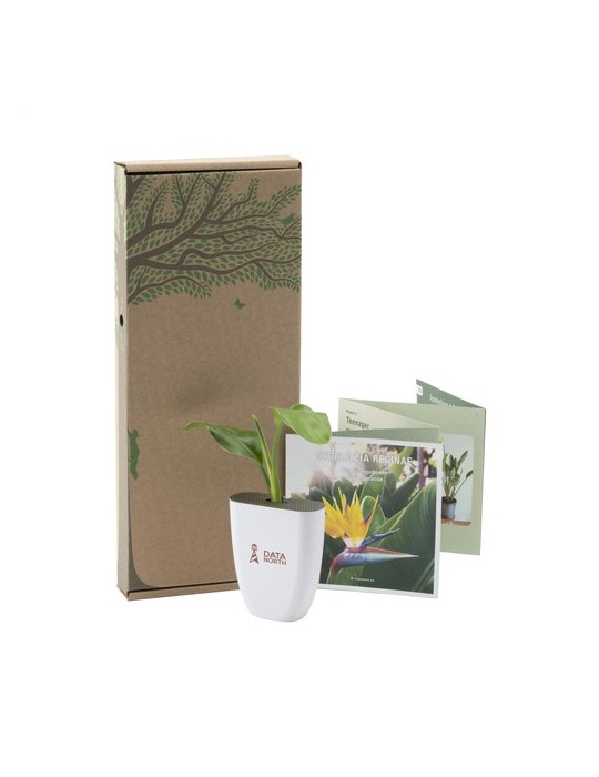 Treemore Arbres prêts-à-poster Plante Oiseau du Paradis