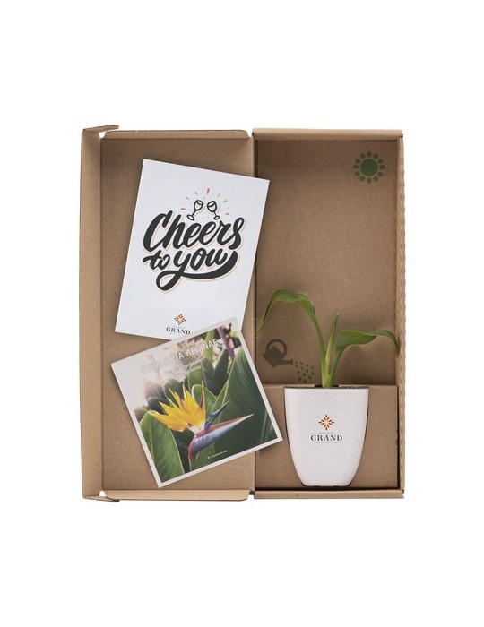 Treemore Arbres prêts-à-poster Plante Oiseau du Paradis