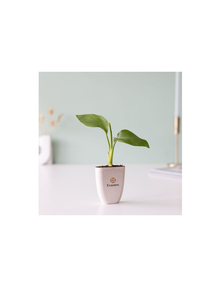 Treemore Arbres prêts-à-poster Plante Oiseau du Paradis