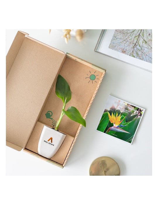 Treemore Arbres prêts-à-poster Plante Oiseau du Paradis