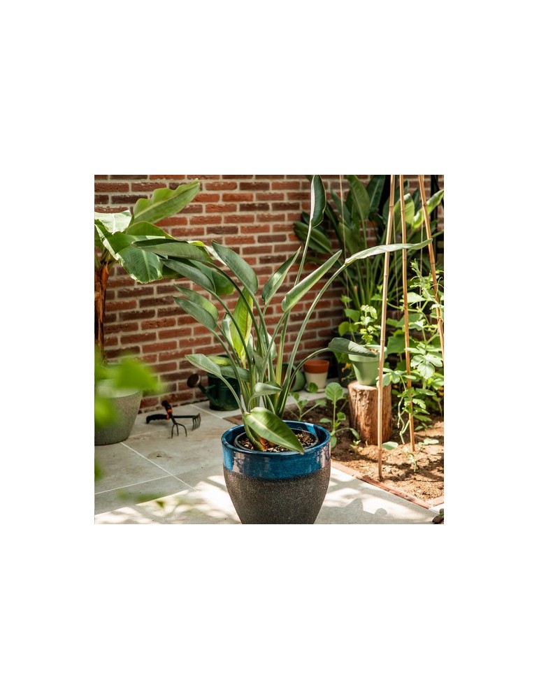 Treemore Arbres prêts-à-poster Plante Oiseau du Paradis