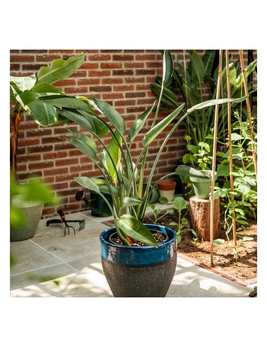 Treemore Arbres prêts-à-poster Plante Oiseau du Paradis