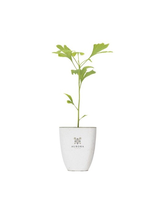 Treemore Arbres prêts-à-poster Arbre Noyer du Japon