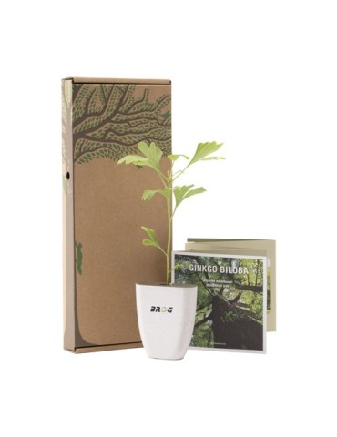 Treemore Arbres prêts-à-poster Arbre Noyer du Japon 2