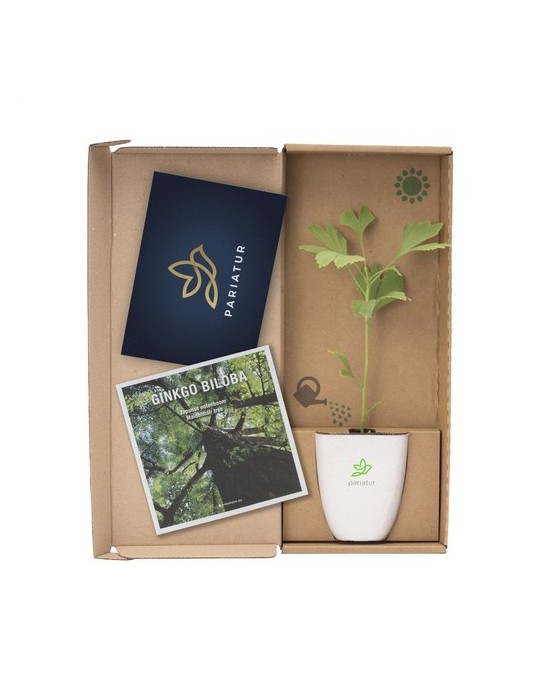 Treemore Arbres prêts-à-poster Arbre Noyer du Japon