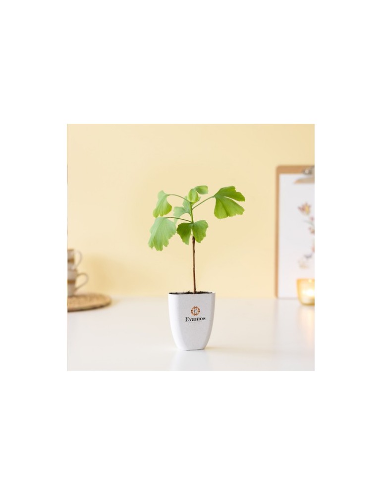 Treemore Arbres prêts-à-poster Arbre Noyer du Japon