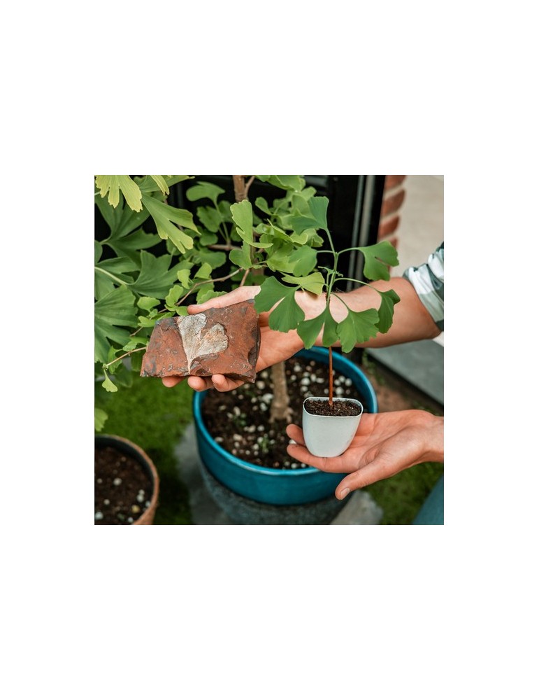 Treemore Arbres prêts-à-poster Arbre Noyer du Japon