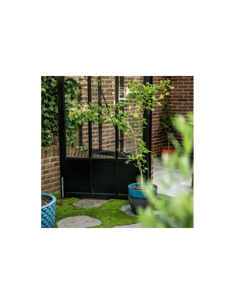 Treemore Arbres prêts-à-poster Arbre Noyer du Japon