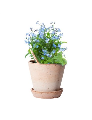 Sproutworld Unsharpened Pencil crayon non taillé