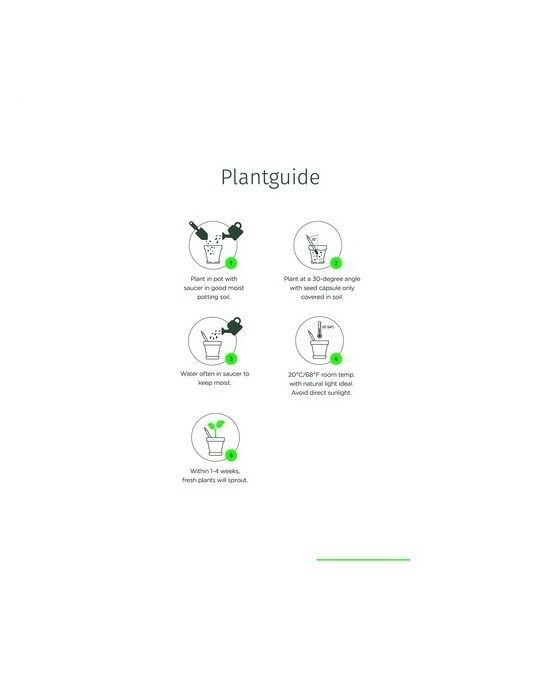 Sproutworld Unsharpened Pencil crayon non taillé