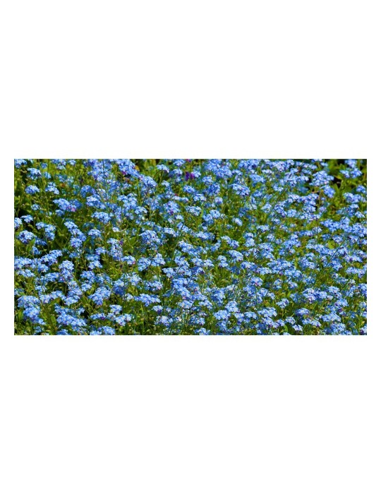 Sproutworld Unsharpened Pencil crayon non taillé