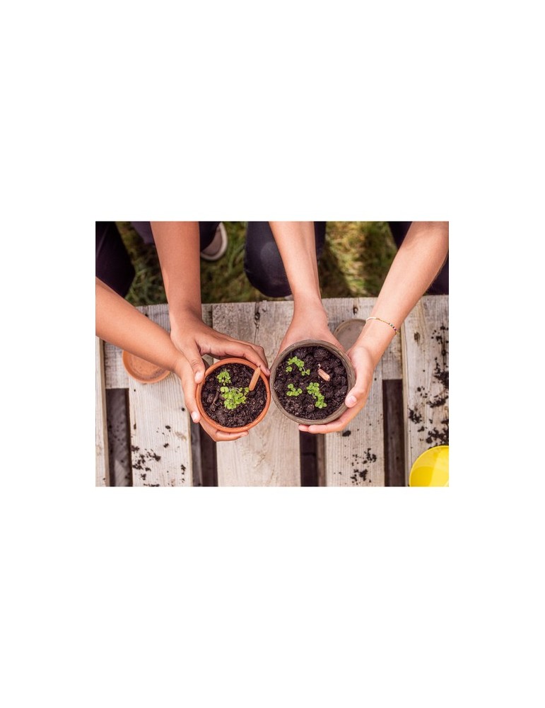 Sproutworld Unsharpened Pencil crayon non taillé