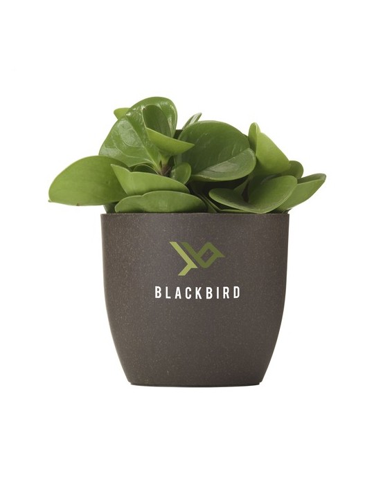 Coffee Flowerpot pot de fleurs