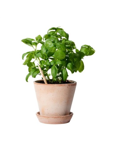 Sproutworld Sharpened Pencil crayon taillé