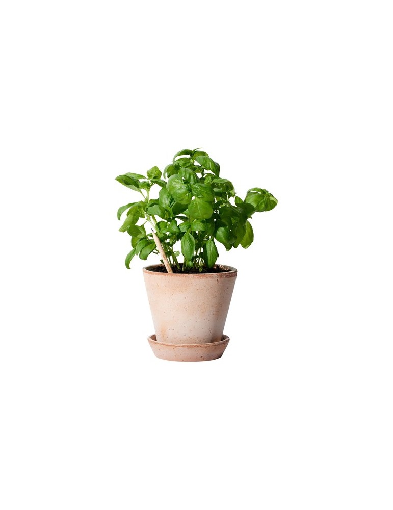 Sproutworld Sharpened Pencil crayon taillé