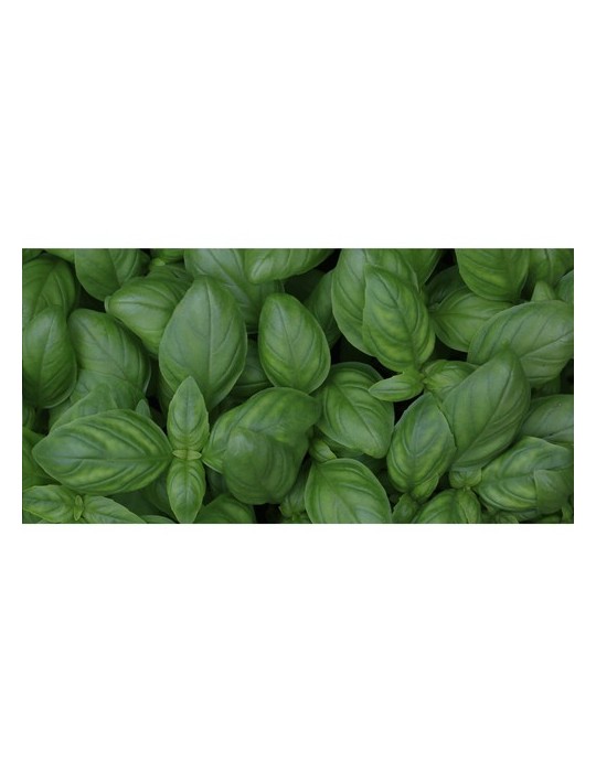 Sproutworld Sharpened Pencil crayon taillé