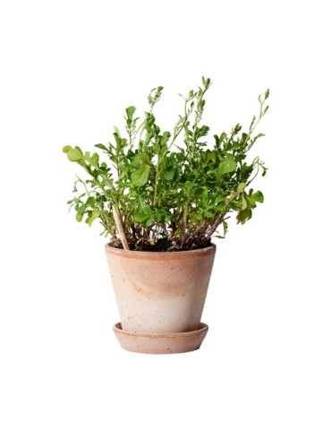 Sproutworld Sharpened Pencil crayon taillé 2