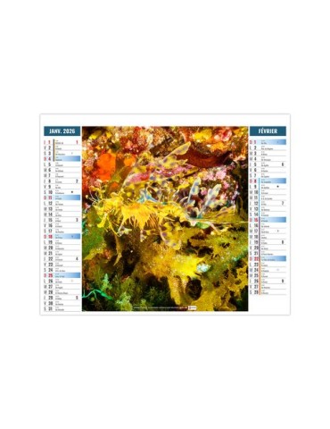 2EN1 - MIMETISME 2026 - XXL 474 x 700 mm - MARQUAGE 1 COULEUR goodies publicitaire événementiel