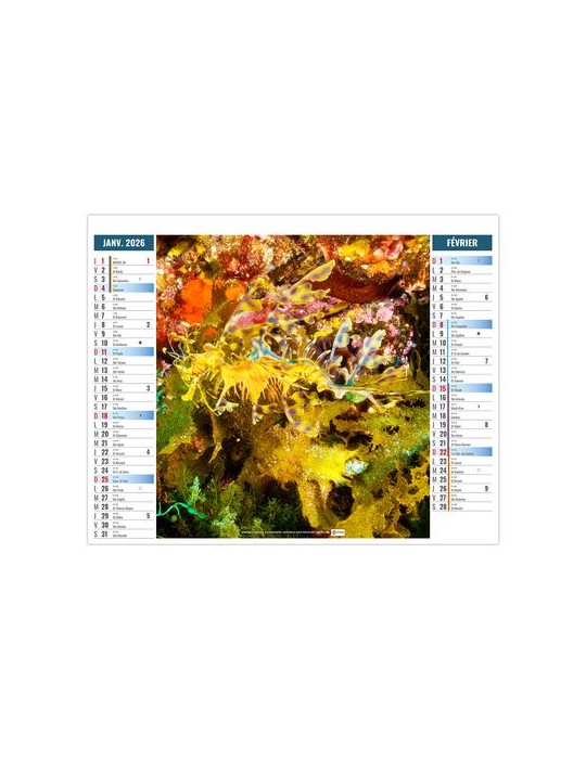 2EN1 - MIMETISME 2026 - XXL 474 x 700 mm - MARQUAGE 1 COULEUR