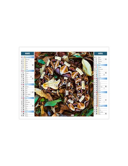 2EN1 - MIMETISME 2026 - XXL 474 x 700 mm - MARQUAGE 1 COULEUR