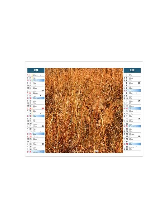 2EN1 - MIMETISME 2026 - XXL 474 x 700 mm - MARQUAGE 1 COULEUR