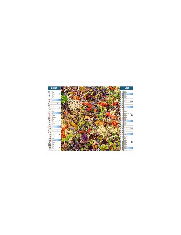 2EN1 - MIMETISME 2026 - XXL 474 x 700 mm - MARQUAGE 1 COULEUR