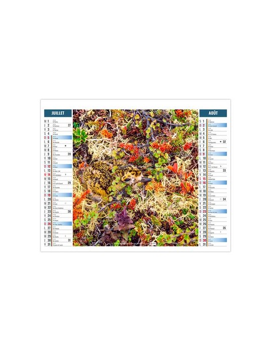 2EN1 - MIMETISME 2026 - XXL 474 x 700 mm - MARQUAGE 1 COULEUR