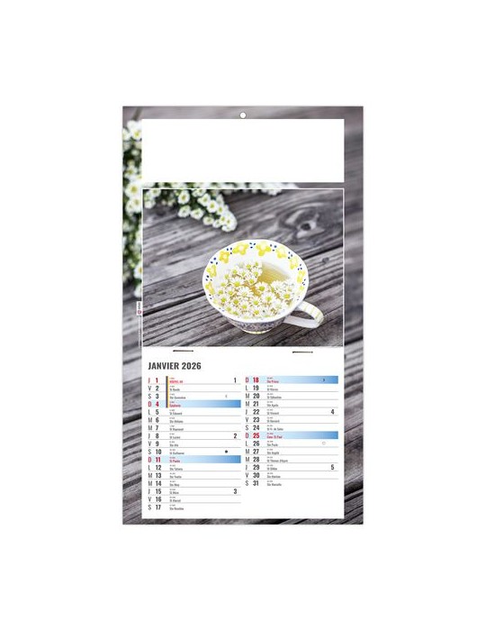 PLAQUE 1 VUE PHYTO 2026 - DOS CARTON - BLOC B2 - SANS MARQUAGE