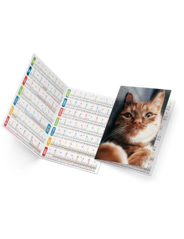 FELIX 2026 - NEUTRE 1 POSE 2