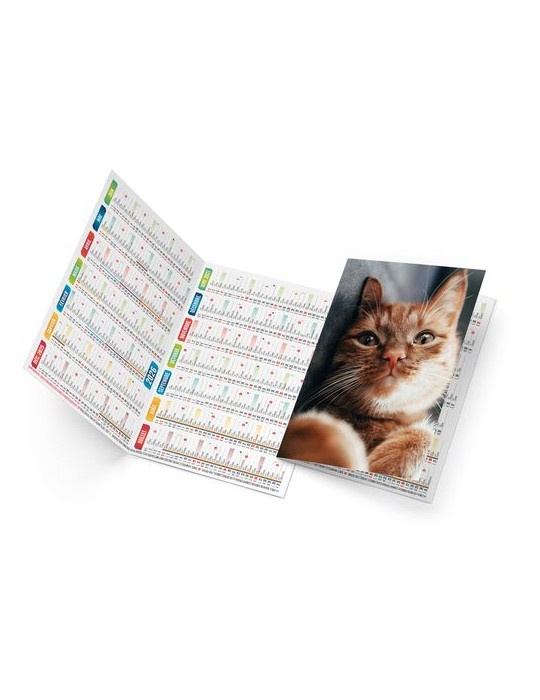 FELIX 2026 - NEUTRE 1 POSE