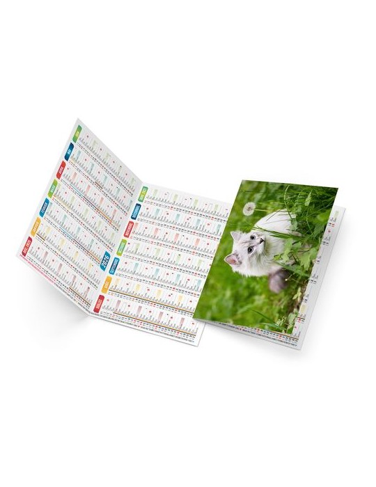 FELIX 2026 - NEUTRE 1 POSE