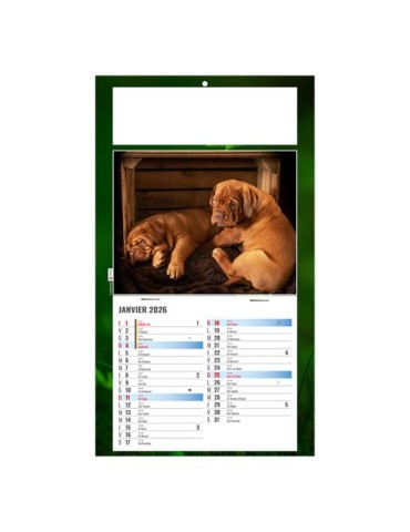 PLAQUE 1 VUE REX 2026 - DOS CARTON - BLOC B2 - SANS MARQUAGE