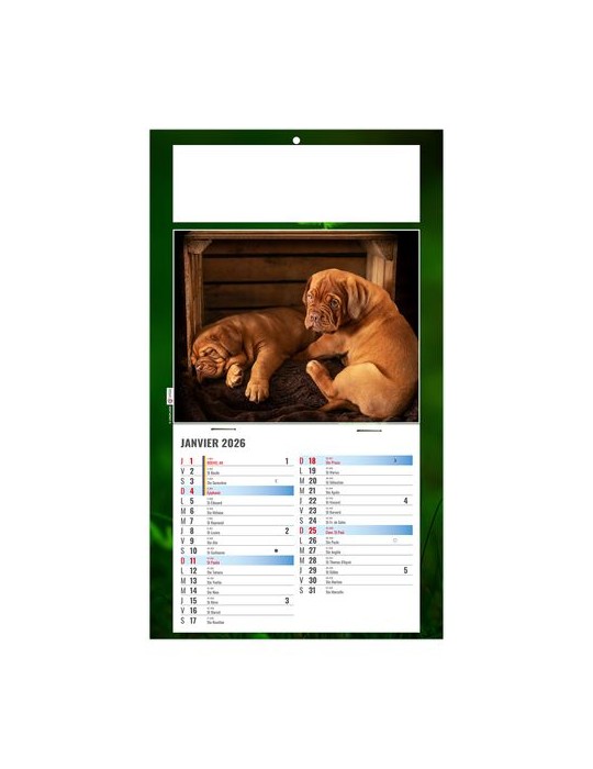 PLAQUE 1 VUE REX 2026 - DOS CARTON - BLOC B2 - SANS MARQUAGE