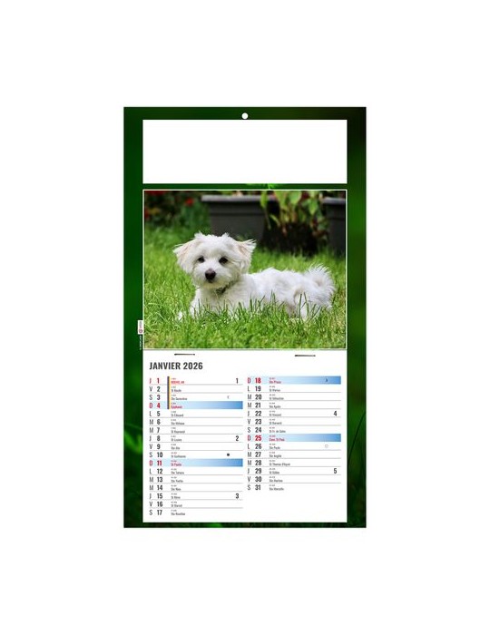 PLAQUE 1 VUE REX 2026 - DOS CARTON - BLOC B2 - SANS MARQUAGE