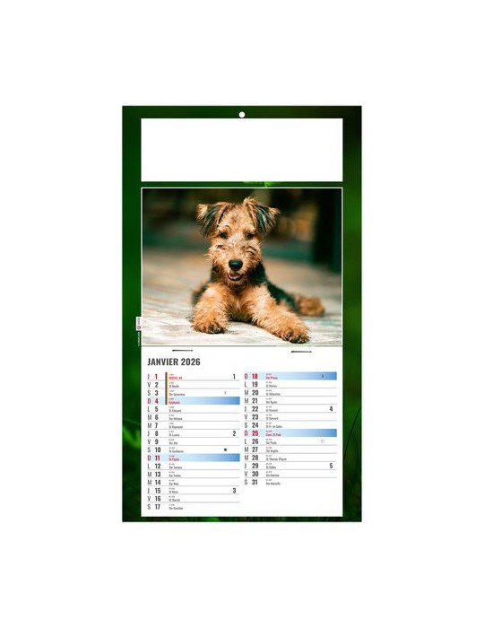 PLAQUE 1 VUE REX 2026 - DOS CARTON - BLOC B2 - SANS MARQUAGE