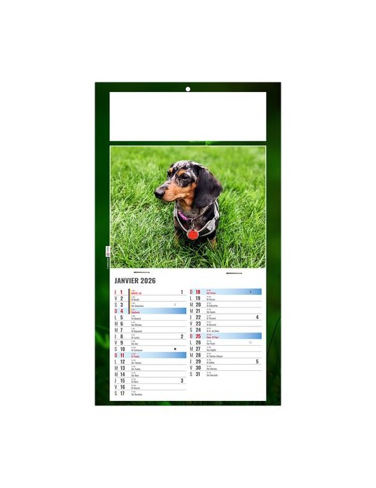 PLAQUE 1 VUE REX 2026 - DOS CARTON - BLOC B2 - SANS MARQUAGE