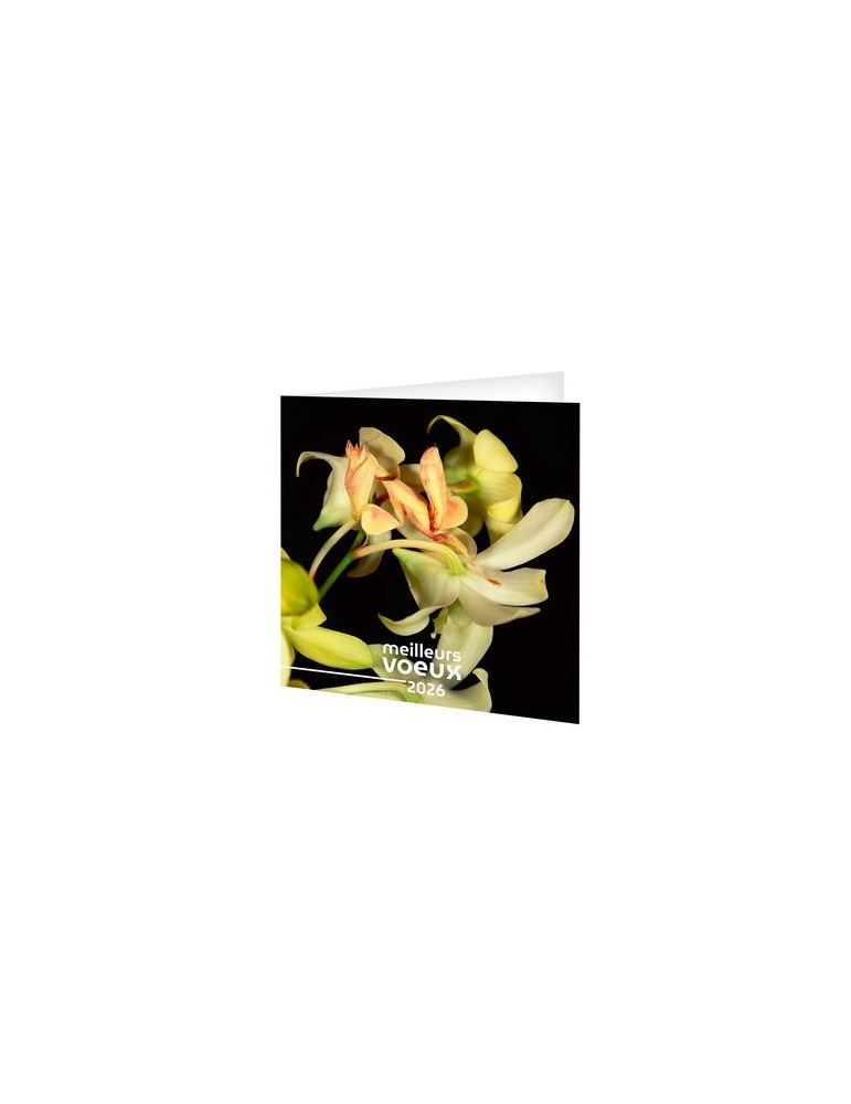 CARTE DE VOEUX - INVISIBLE 2026  AVEC ENVELOPPE - SANS MARQUAGE