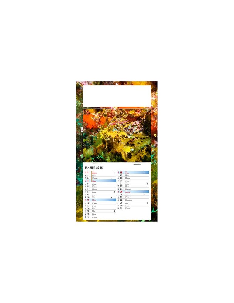 PLAQUE 1 VUE JULIETTA 2026 - DOS CARTON - EURO BLOC - SANS MARQUAGE