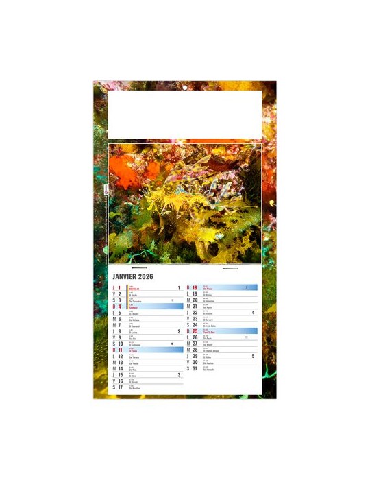 PLAQUE 1 VUE JULIETTA 2026 - DOS CARTON - EURO BLOC - SANS MARQUAGE