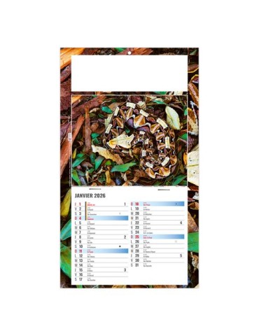 PLAQUE 1 VUE JULIETTA 2026 - DOS CARTON - EURO BLOC - SANS MARQUAGE 2