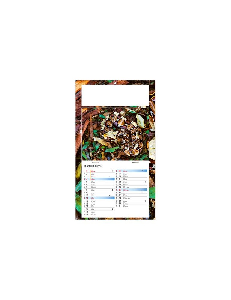 PLAQUE 1 VUE JULIETTA 2026 - DOS CARTON - EURO BLOC - SANS MARQUAGE