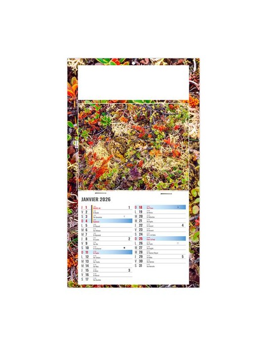 PLAQUE 1 VUE JULIETTA 2026 - DOS CARTON - EURO BLOC - SANS MARQUAGE