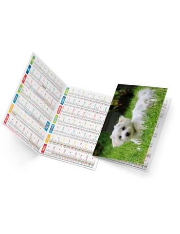 FIDELE 2026 - NEUTRE 1 POSE