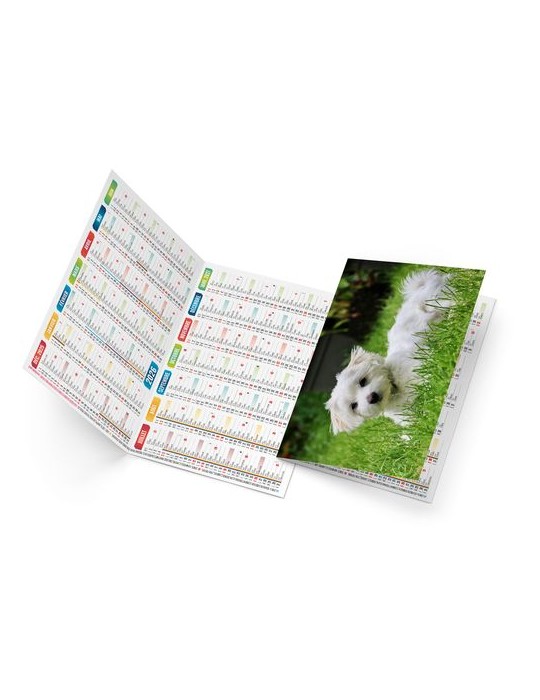 FIDELE 2026 - NEUTRE 1 POSE