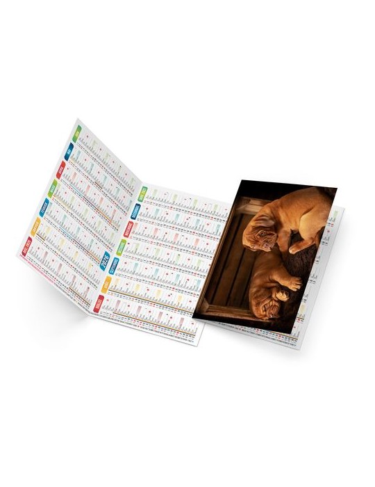 FIDELE 2026 - NEUTRE 1 POSE